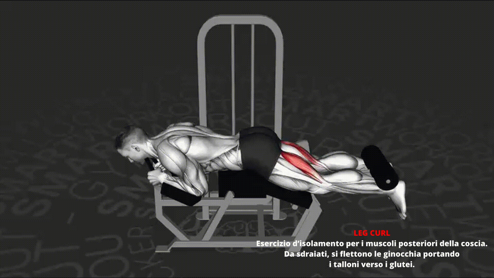Dimostrazione animata di LEG CURL