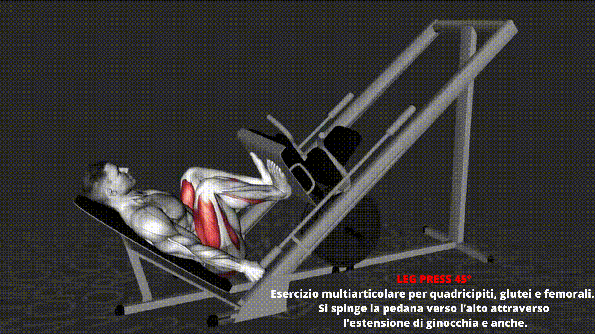Dimostrazione animata di LEG PRESS 45°